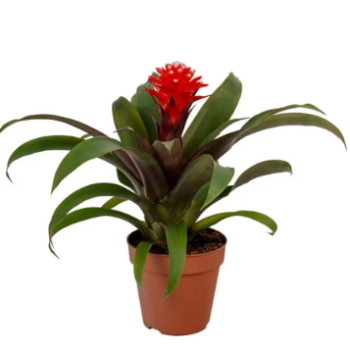Guzmania D9 H25