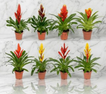 Vriesea D12 H40