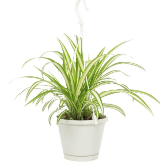 Chlorophytum D12 H30