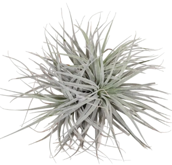 Tilandsia D20 H15