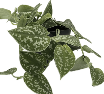 Scindapsus D12 H25