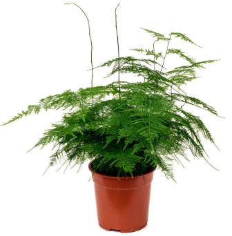 Asparagus Setaceus D12 H30