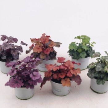 Heuchera D13 H20