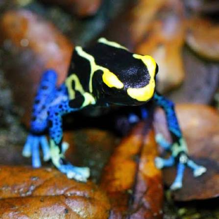 Dendrobates tinctorius Bakhuis L 1 Dendrobates tinctorius Bakhuis L