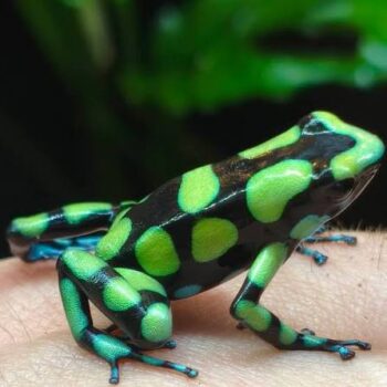 Dendrobates auratus Capurgana Dart Frog